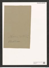 Diatoma anceps (Ehr.) Kirchm. (de-Toni-Nr.: Genus 58, Species 2541) Zeichnungen Sammlung Grunow (NHMW-BOT-W0373371)